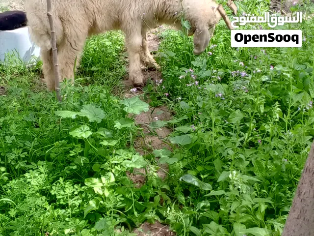 طلي هرفي نوعية كلش حلوة عمرة 5اشهر