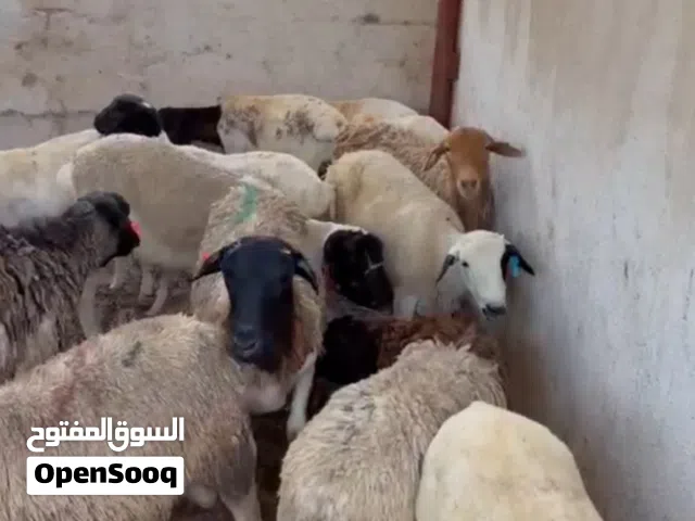 اغنام دوربر وصومالي