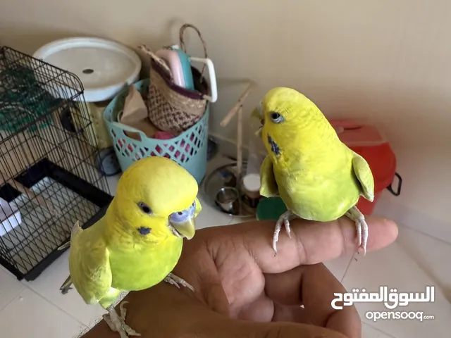 طيرين بادجي مع القفص 12