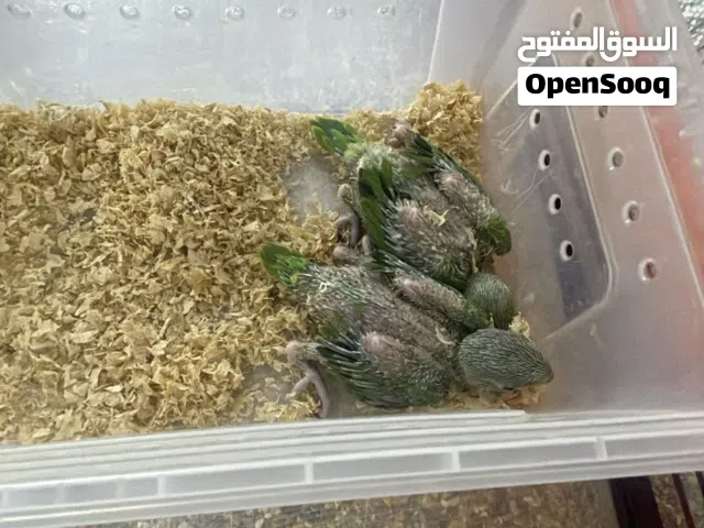 البيع فروخ ببغاء الدره 2