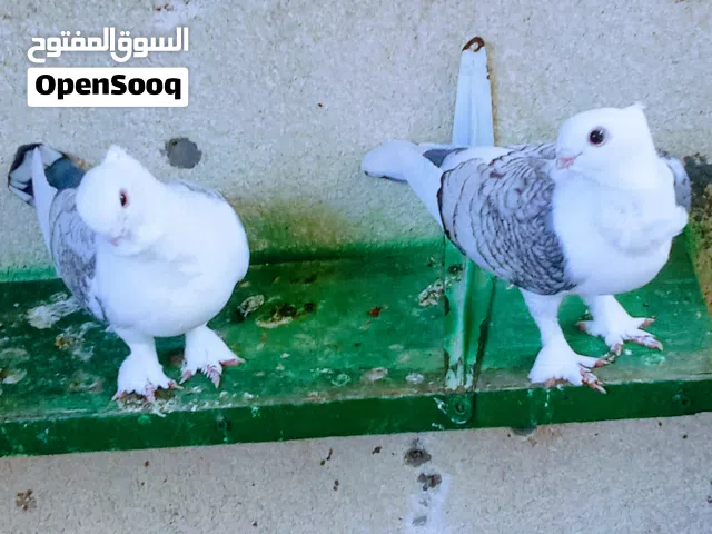 حمام للبيع