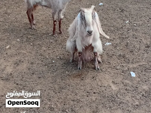 معز لجب للبيع