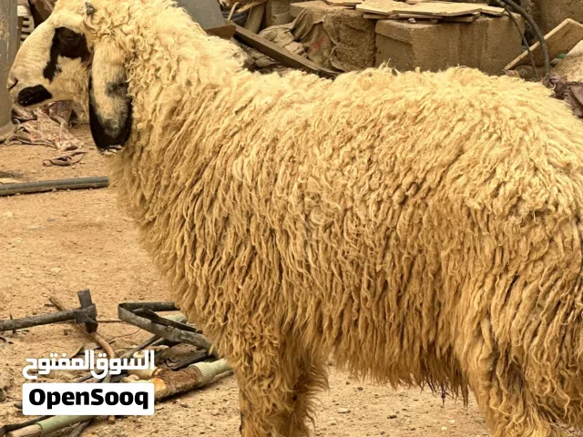 السلام عليكم طلي يرهم ضحيه
