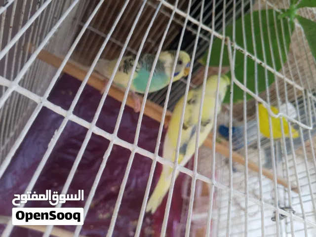 متاح كوبيا باقلينو للبيع
