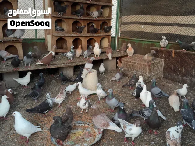 للبيع حمام