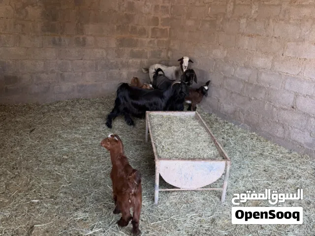 أغنام 6 للبيع