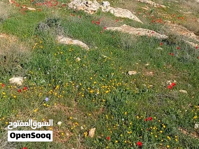 Farm Land for Sale in Mafraq Dahl