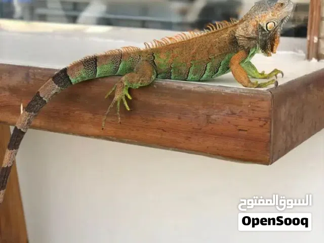 Adult Large Green Iguana