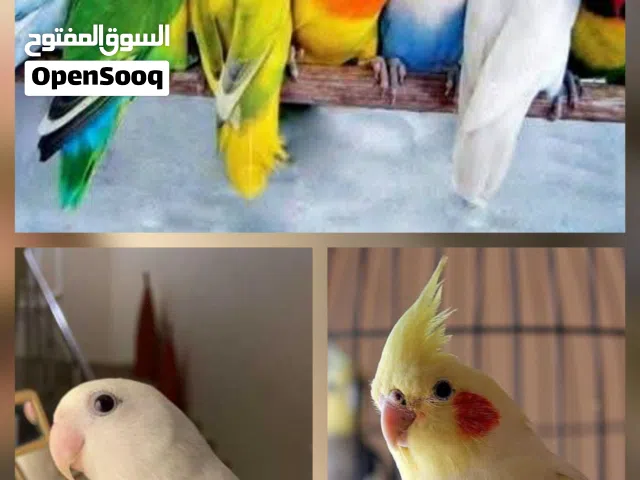 مطلوب بركديلو او كوكتيل او فيشر امروض او كوبيه فيشر
