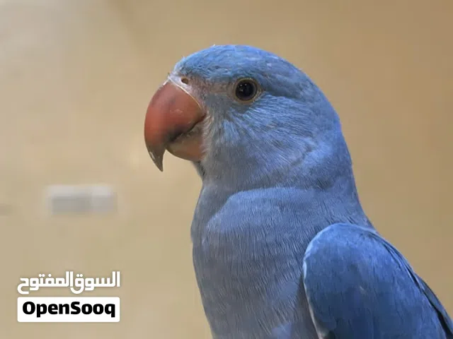 روز ازرق للبيع