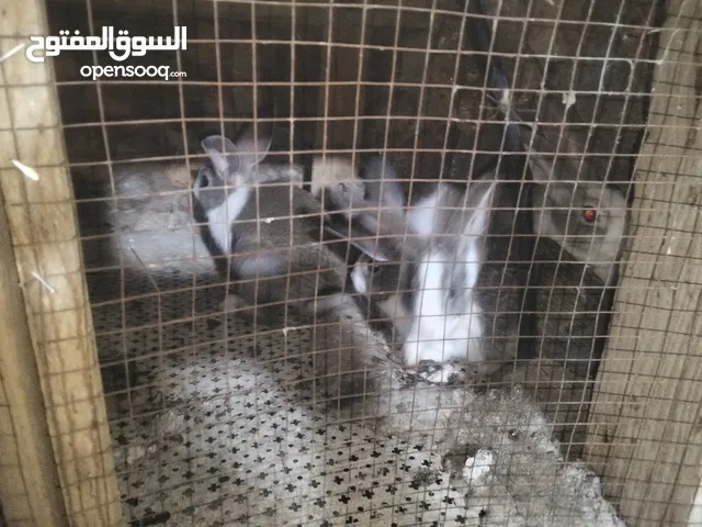 ارانب للبيع كوم 8 حبات عمرهم شهرين ونص للتواصل ع الواتس اب