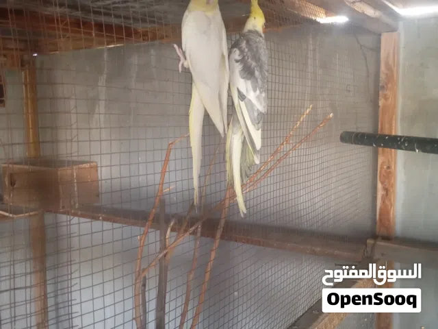 فصل كوكتيل للبيع