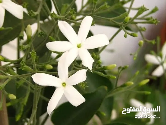ابو يحيى