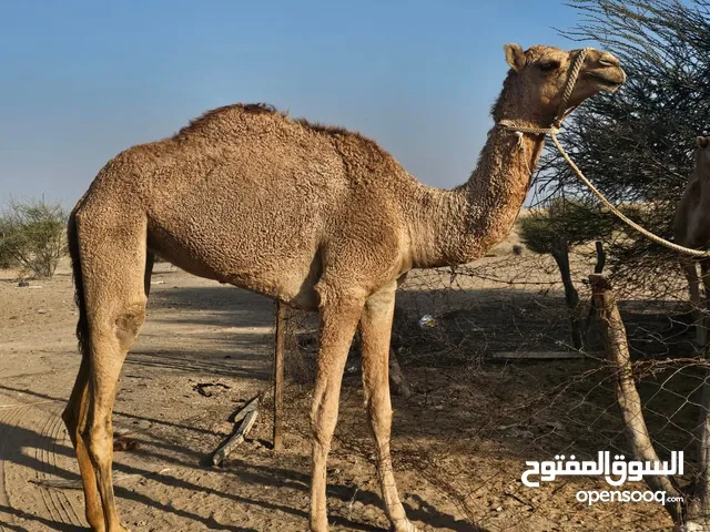 عينك عزين لا تفوت