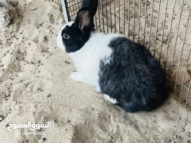 نتايه عربيه مجريه ربي يبارك