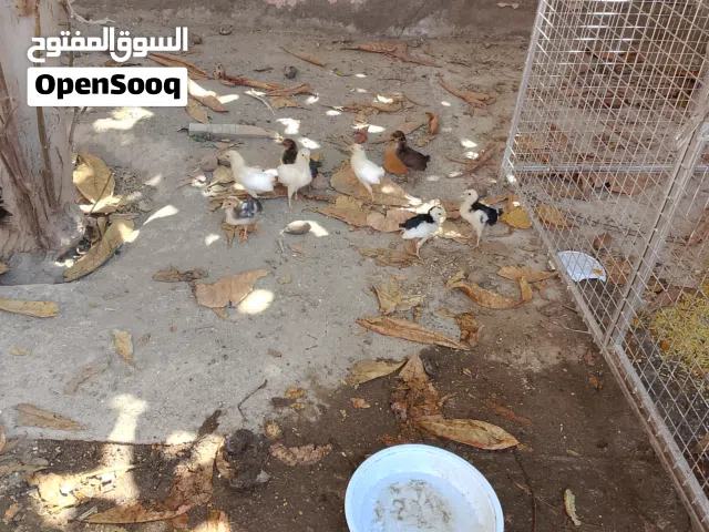 دجاج  شوف الوصف
