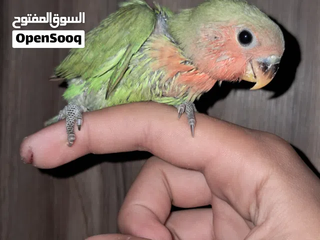 فرخ بركديلو اقرا الوصف