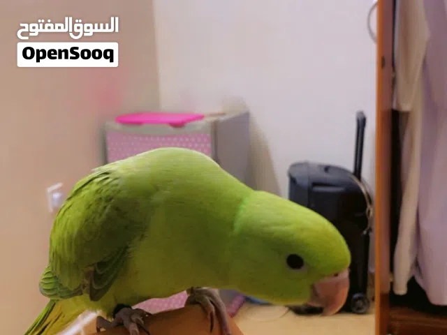 ببغاء الذره