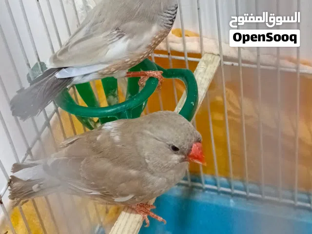 فناجس سوبر جامبو حلوات وخشنات ونثية طفرة