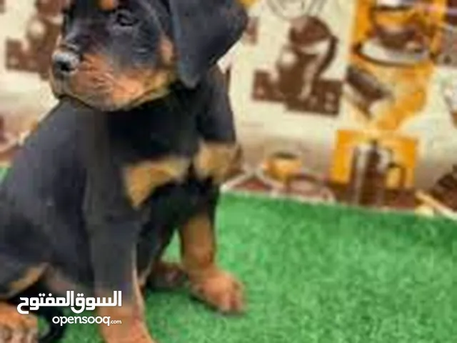 مطلوب جرو روت وايلر
