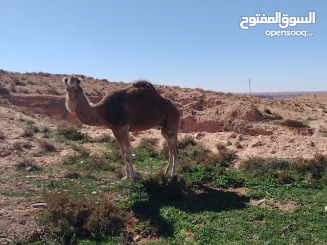 ناقه الله ايبارك المنطقه الرحيبات