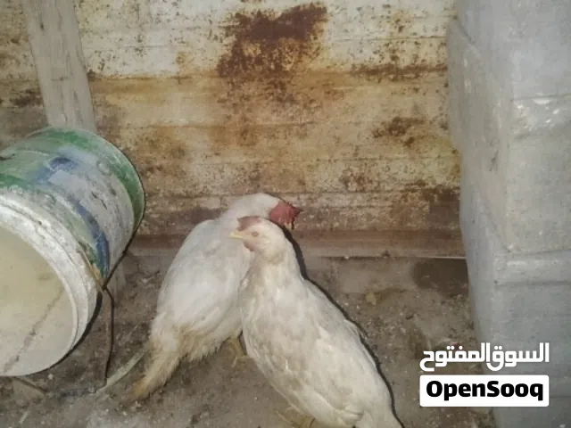 دجاجتي مال معمل وحده بياضه نضيفات مال بيت