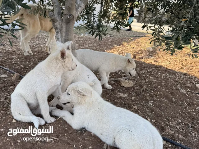 كلاب هاسكي للبيع ذكر وانثى
