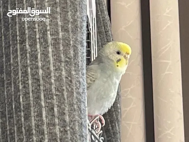 Seeking an experienced and caring bird lover to adopt.