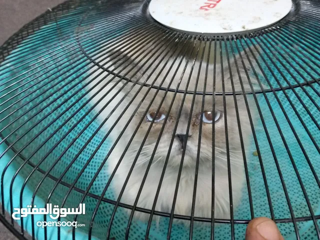 قط هملايا ذكر للبيع