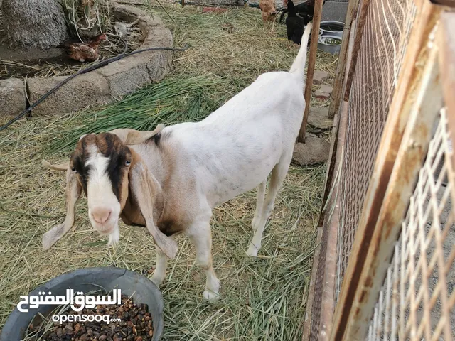 للبيع تيس باكستاني او للبدل بشاه باكستاني مع اولادها