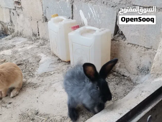 أرانب أوكرانيا للبيع