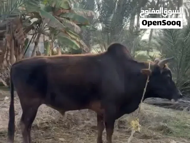 ثور عماني انتاج المزرعه  طعام عماني جاهز للذبح 520 قابل للتفاوض