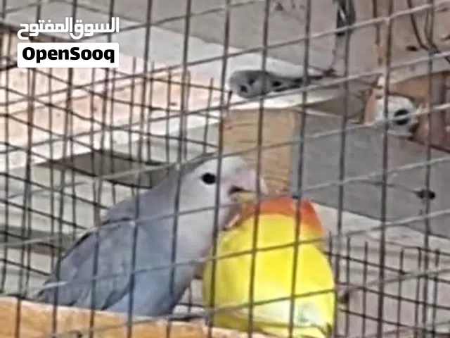 للبيع ازواج لافبيرد منتجين للزوج  7 ازواج مجودين منتجين ماشااللله