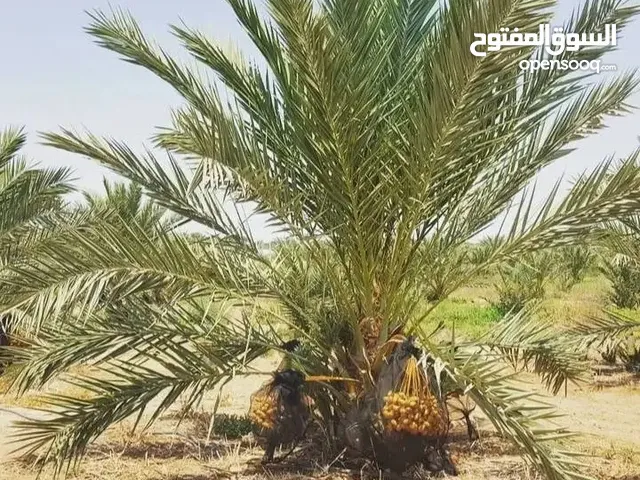 مزرعة بلح للبيع بالخلو