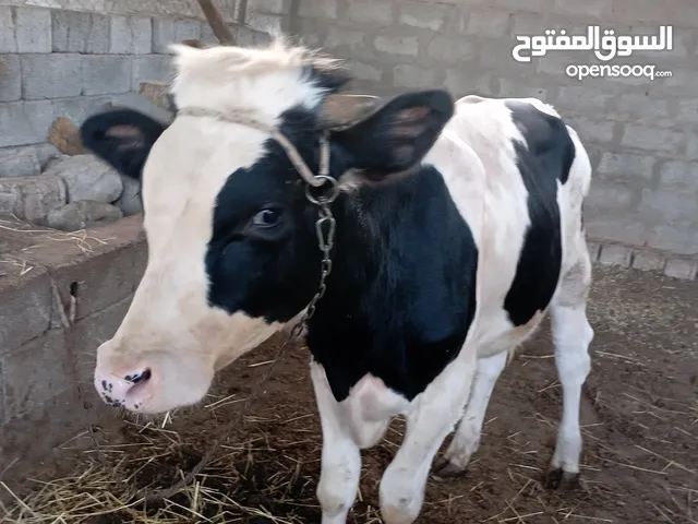 عجل للبيع بالخمس