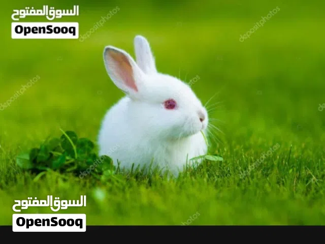 أرانب صغيرة