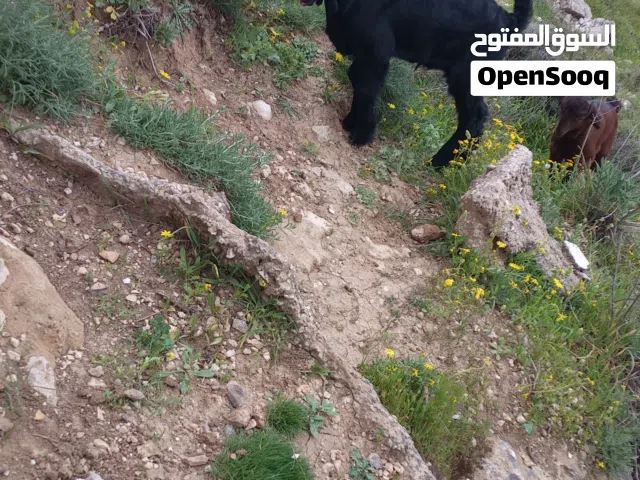 جدي للبيع او للبدل على صخلتين رضايع