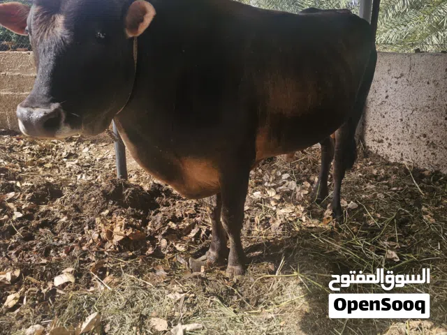 ثور محلي ،للبيع  على كيفك ،