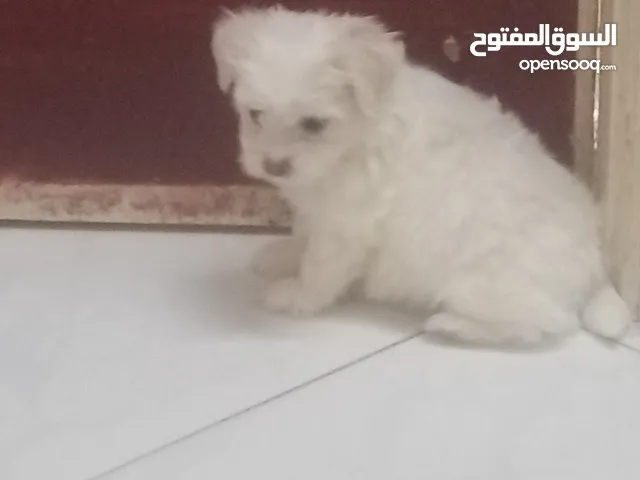 جراوي جريفون الماني بيور عمرهم 50يوم للبيع