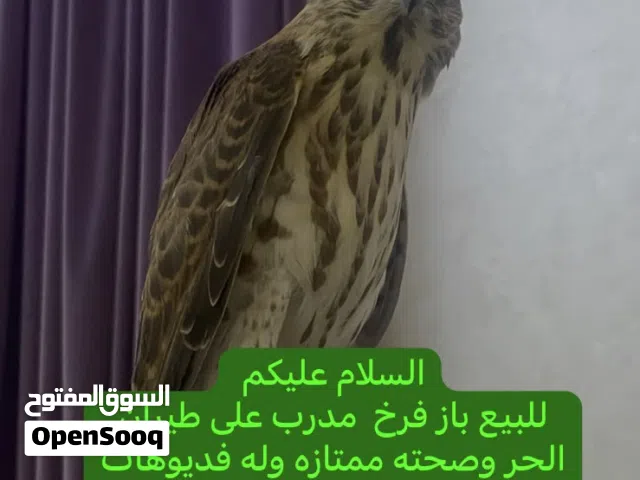 للبيع باز مدرب على الهدد وأموره طيبه