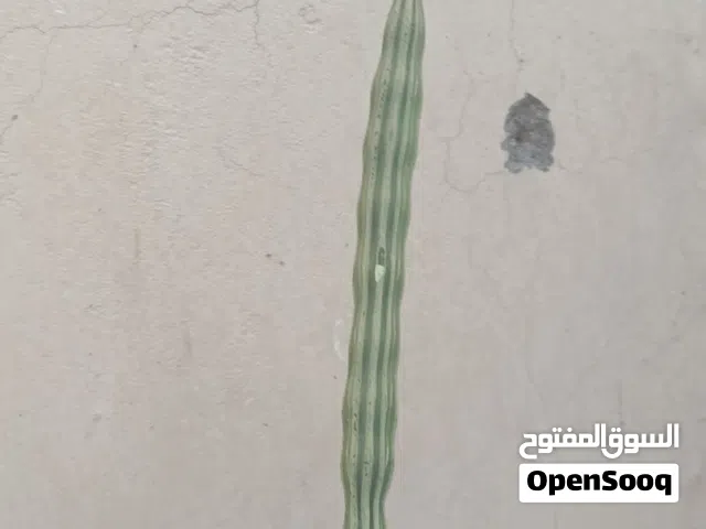 شوع لصنع الزيوت