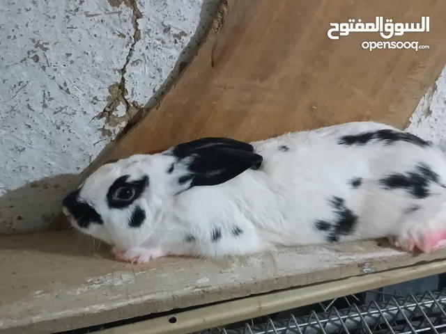 الارانب للبيع.