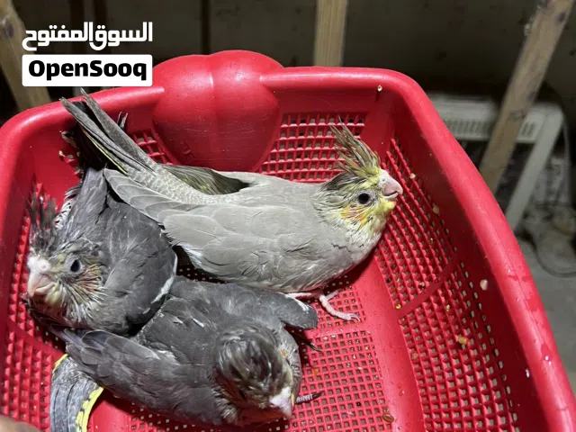 متاح افراخ كوكتيل زق ونثيه جاهزه وتك ما معرف الجنس ماله سعر الفراخ تك 30 والنثيه ب40