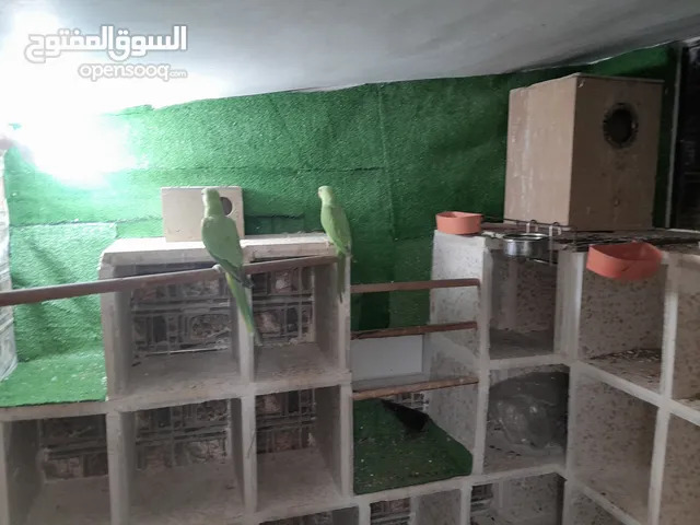 جوز شغال عصافير ضره جامبو مع افراخو 160