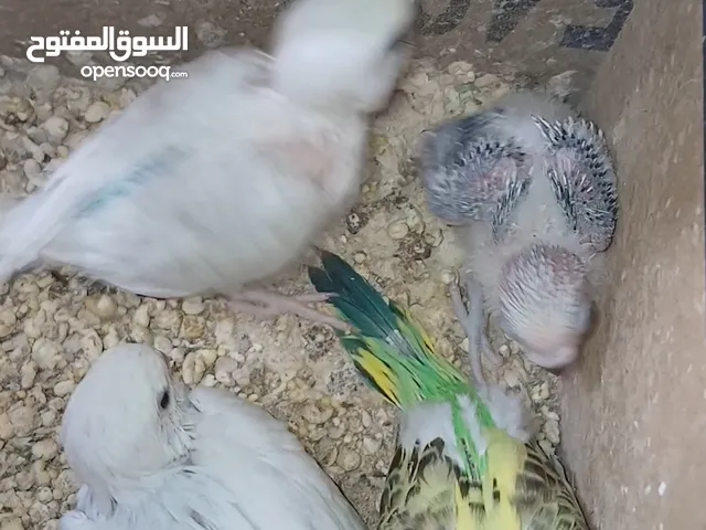 جوزين حب شغالات مع قفاصهن