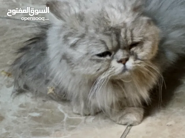 قط هملايه البيع