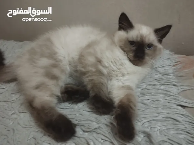قطة هملايا للبيع
