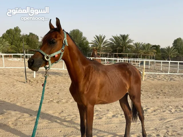 مهر جمال شخصيته قويه
