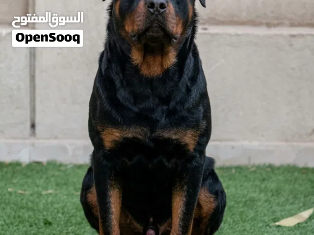 كلب روت وايلر