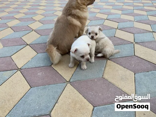 كلب شيواوا